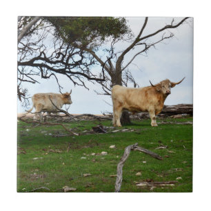 Two Fawn Highland Cows in Peaceful Country Lands, Tile