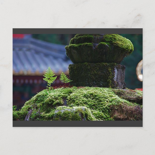 Two Fern Postcard (Front)