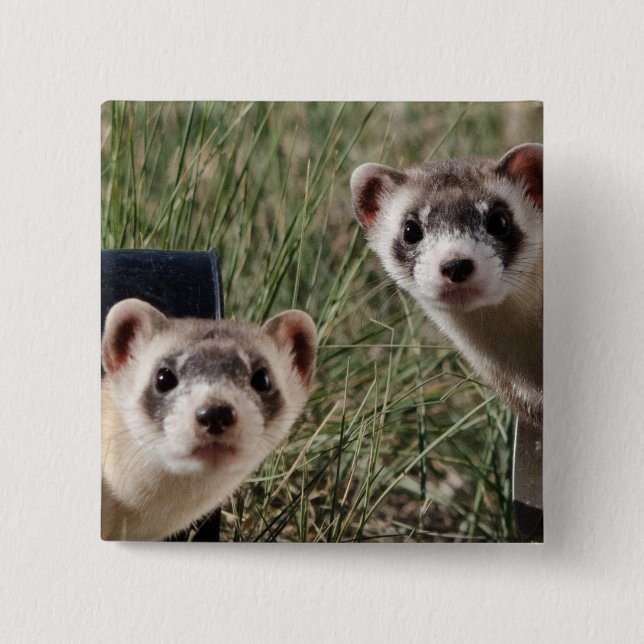 Two Ferrets 15 Cm Square Badge (Front)