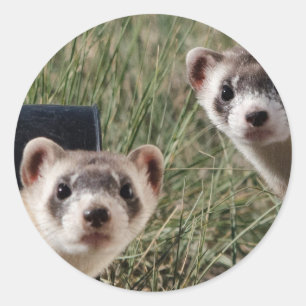 Two Ferrets Classic Round Sticker