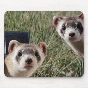 Two Ferrets Mouse Pad