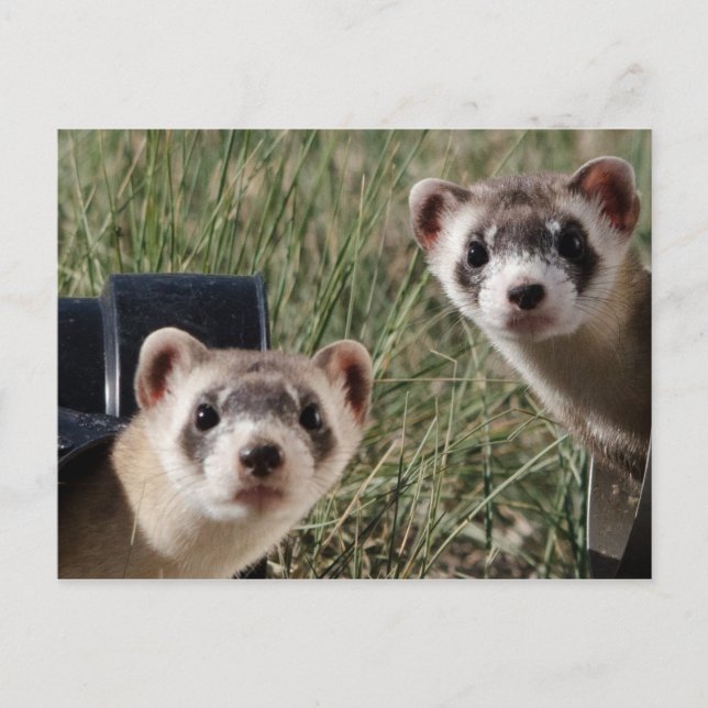 Two Ferrets Postcard (Front)