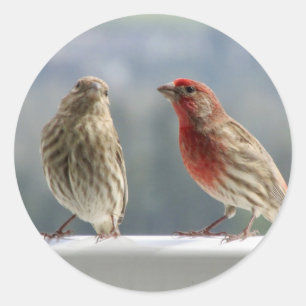 Two Finches Flirting. Classic Round Sticker
