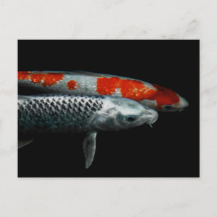 Two Fish  Postcard