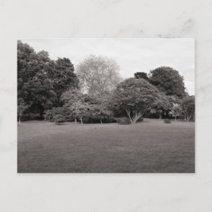 Two for Joy (Warm Toned Black and White) Postcard