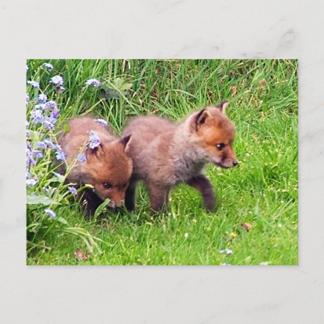 Two Fox Cubs Postcard (Front)