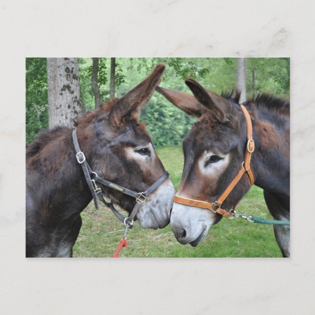 Two friendly donkeys postcard (Front)