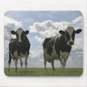 Two Friesian cows Mouse Pad