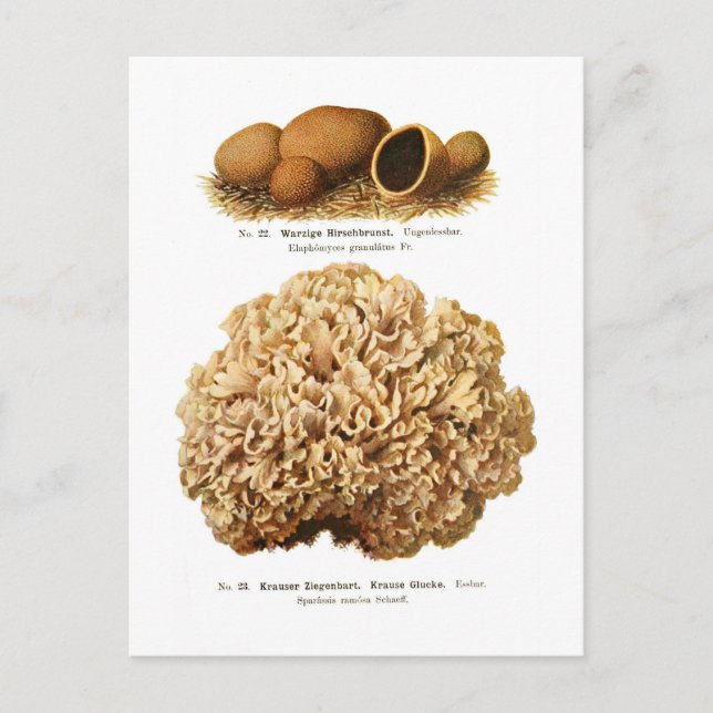Two fungi postcard (Front)
