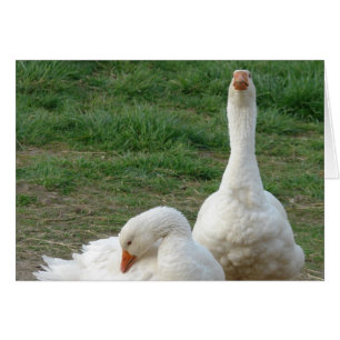 Two Geese