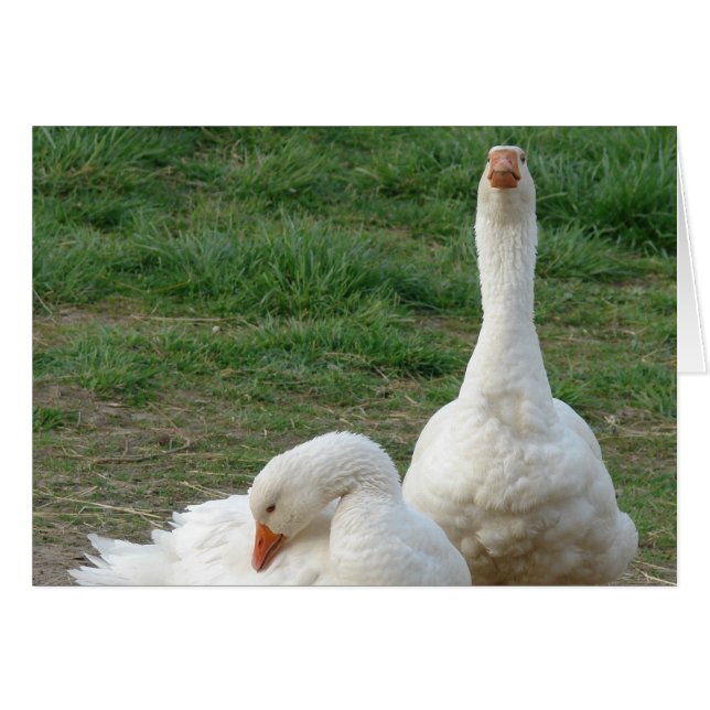 Two Geese (Front Horizontal)