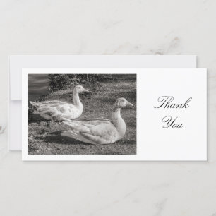 Two Geese - Thank You