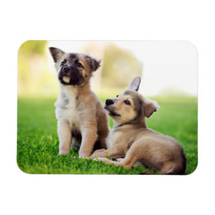 Two German Shepherd Puppies Magnet