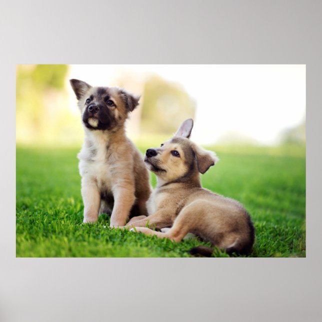 Two German Shepherd Puppies Poster (Front)