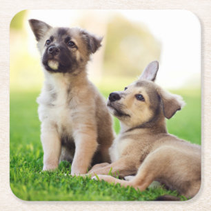 Two German Shepherd Puppies Square Paper Coaster