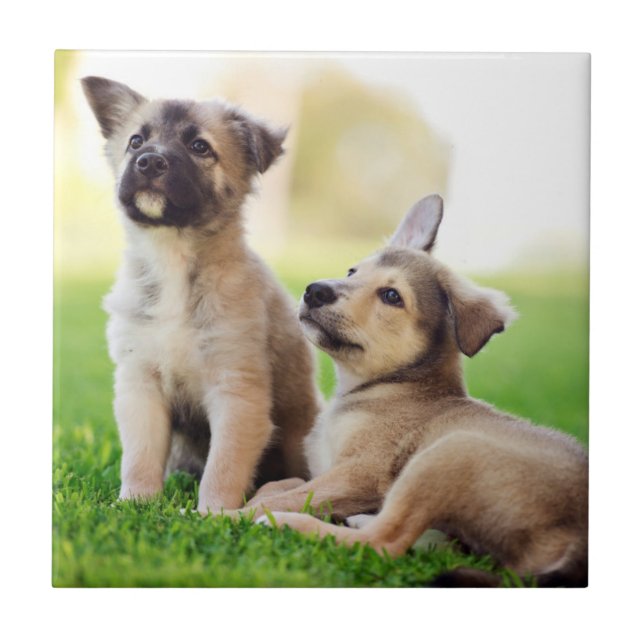 Two German Shepherd Puppies Tile (Front)