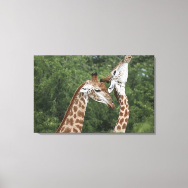 Two Giraffe (Giraffa camelopardalis) necking, Canvas Print (Front)