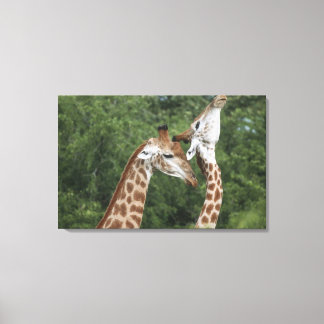 Two Giraffe (Giraffa camelopardalis) necking, Canvas Print