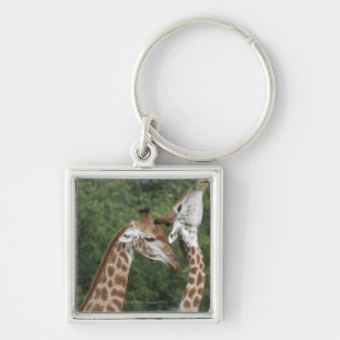 Two Giraffe (Giraffa camelopardalis) necking, Key Ring