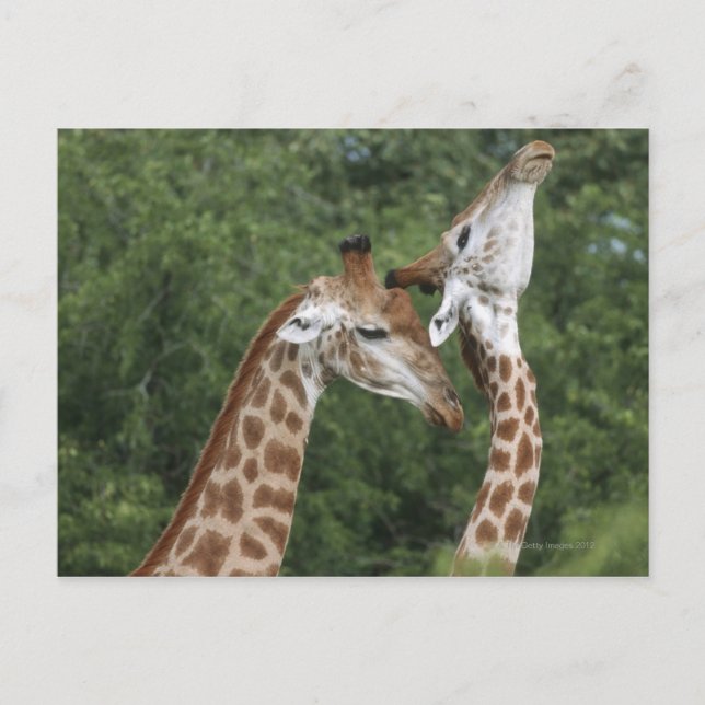 Two Giraffe (Giraffa camelopardalis) necking, Postcard (Front)