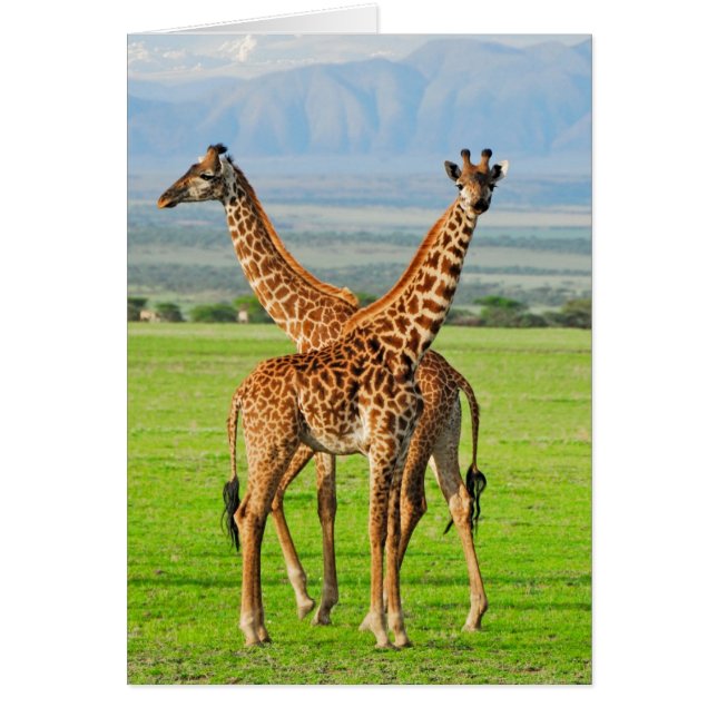 Two Giraffes (Front)