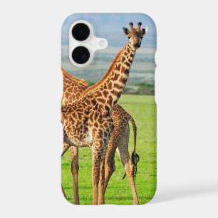 Two Giraffes