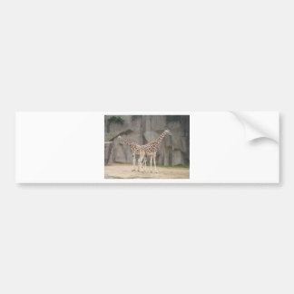 Two Giraffes Bumper Sticker