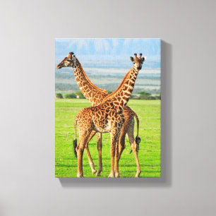 Two Giraffes Canvas Print
