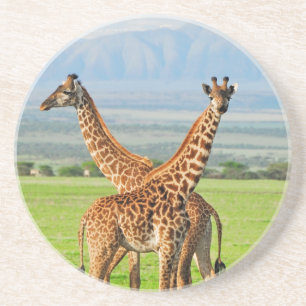 Two Giraffes Coaster