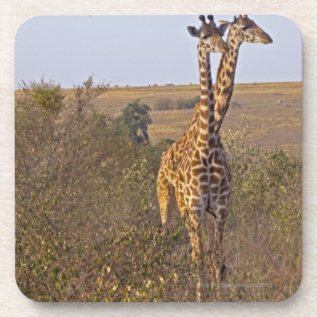 Two Giraffes (Giraffa camelopardalis), Masai Coaster (Front)