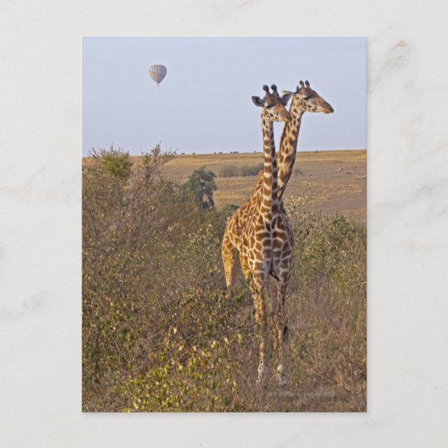 Two Giraffes (Giraffa camelopardalis), Masai Postcard (Front)
