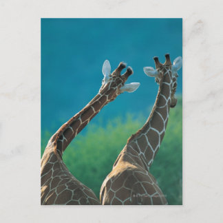 Two Giraffes (Giraffa camelopardalis) Postcard