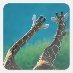 Two Giraffes (Giraffa camelopardalis) Square Sticker