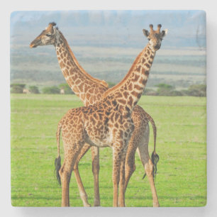 Two Giraffes Stone Coaster