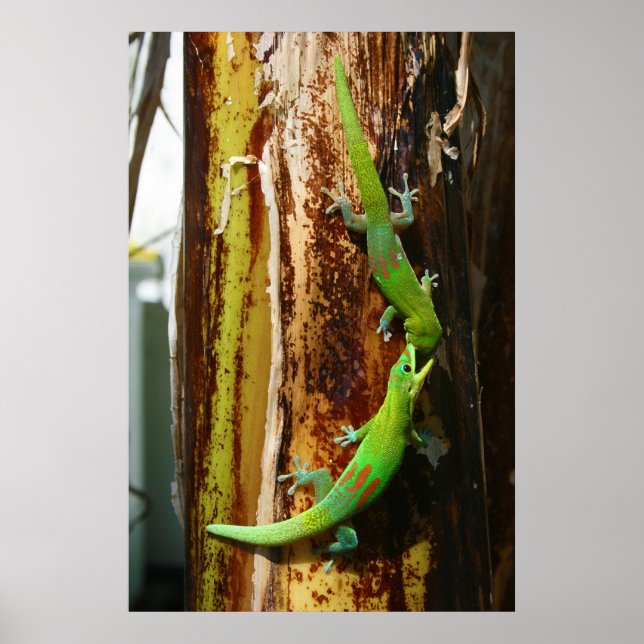 Two gold dust day geckos Phelsuma Laticauda Poster (Front)