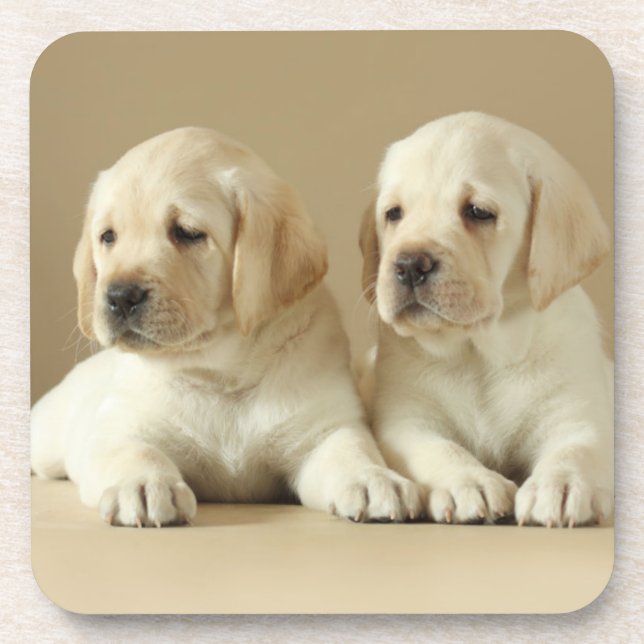 Two Golden Labrador Puppies Coaster (Front)