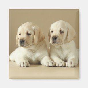 Two Golden Labrador Puppies Magnet