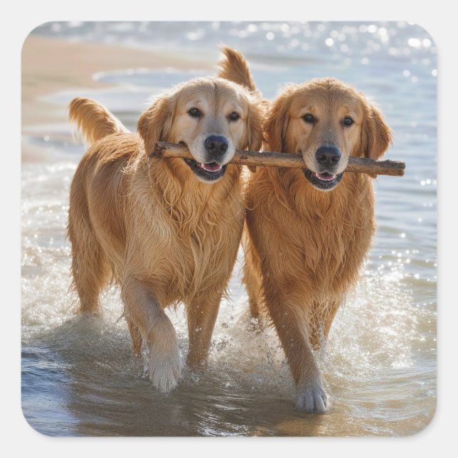 Two Golden Retrievers Carrying a Stick Square Sticker (Front)