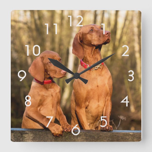 Two Golden Rust Vizsla Dogs Wall Clock (Front)