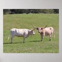 Two Gossiping Texas Longhorns