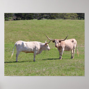 Two Gossiping Texas Longhorns Poster
