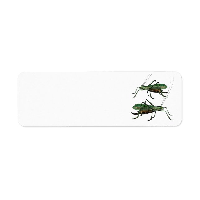 Two Green Grasshoppers / Katydids (Front)