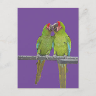 Two Green Parrots Cust. BG Colour DIY Postcard