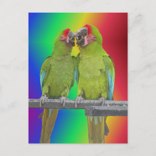Two Green Parrots Rainbow DIY Postcard