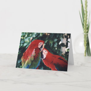 "Two Green Wing Macaws" Birdc Photo Greeting Card