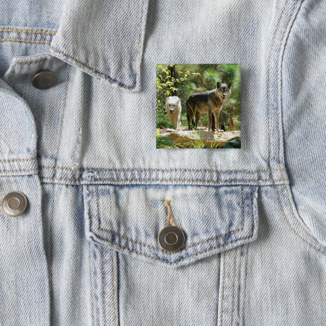 Two Grey Wolves in Forest 15 Cm Square Badge (In Situ)