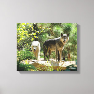 Two Grey Wolves in Forest Canvas Print