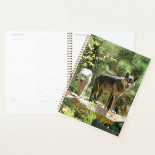 Two Grey Wolves in Forest Planner