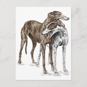Two Greyhound Friends Dog Art Postcard