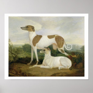Two Greyhounds in a Landscape (oil on canvas) Poster